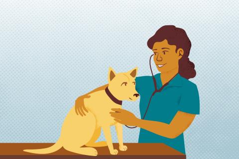 All About Pet Insurance